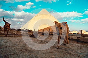 Sad stray hungry dogs at the streets of cairo, egypt. Walking around the giza pyramids trying to find food to survive