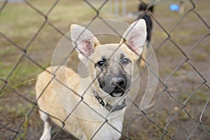 Sad stray puppies standing inside of the open air cage behind bars