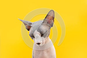 Sad or stressed sphynx cat. Isolated on yellow background