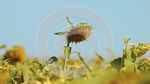 Sad sunflower in the sun