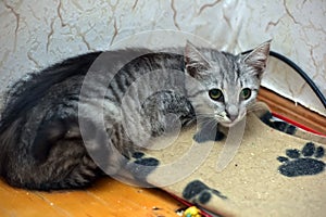 Sad tabby kitty. . Young domestic cat