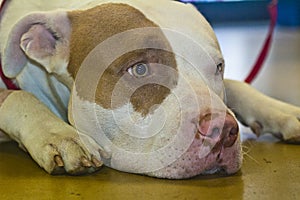 Sad tan and white pit bull lays his head on floor