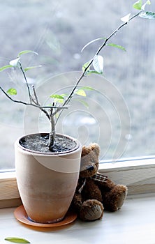 Sad teddy on the window