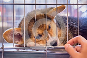 Sad Thai Bangkaew puppy trapped in a cage and looking at a person& x27;s hand