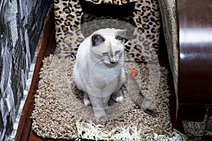 Sad Thai cat with blue eyes