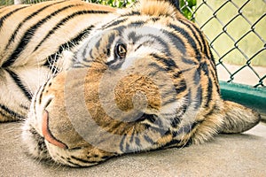 Sad tiger in a zoo cage - Animal abuse