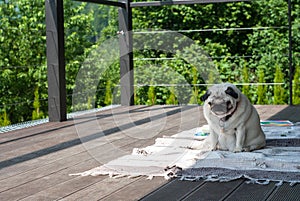 Sad tired dog pug sitting on a wooden terrace