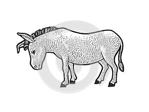 Sad tired donkey sketch vector illustration