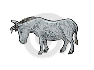 sad tired donkey sketch vector illustration