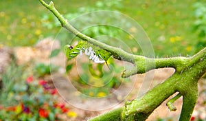 A Sad Tomato / Tobacco Hornworm as host to parasitic braconid wasp eggs