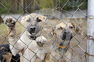 Sad twin stray puppies standing inside of the open air cage behind bars and looking at