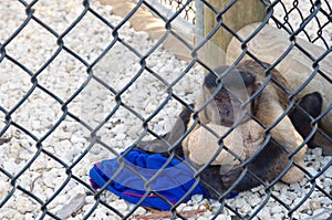 Sad and upset small monkey sitting in a cage, hugging teddy in Everglades National Park.