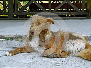 Sad vagrant female dog sitting outdoors