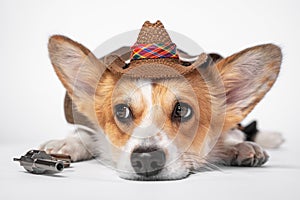 Sad welsh corgi pembroke or cardigan in cool cowboy costume with straw wide brimmed hat and a revolver lying on white background.