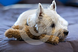 Sad west highland white terrier dog cuddling teddy bear toy looking sideways