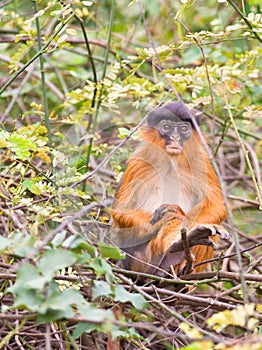 A sad Western Red Colobus monkey photo
