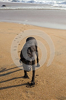 Sad wet dog slowly approaching camera at the beach