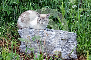 Sad wet white cat sitting on a big gray stone on a background of green grass on a cloudy day.