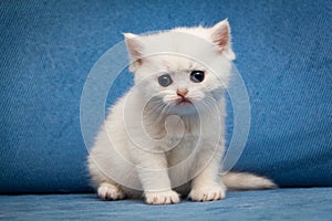 Sad white British kitten sitting on a blue couch