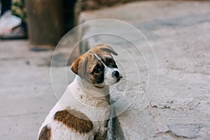 Sad white and brown stray dog standing on a road looking back