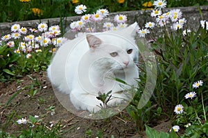 Sad white cat in the grass in nature.