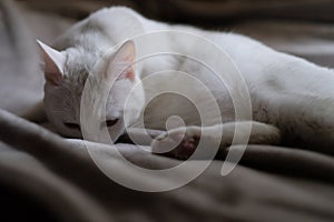 Sad white cat lying on grey blanket in dark