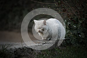 Sad white cat.