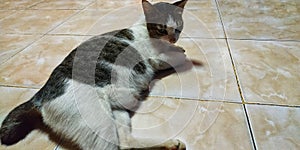 sad white cat on the wall