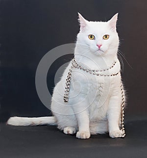 Sad white cat with yellow eyes with silver Christmas beads around his neck