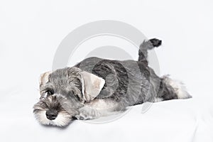 Sad white-gray schnauzer dog lies on a white background, copy space. Sad puppy miniature schnauzer. Sleepy puppy