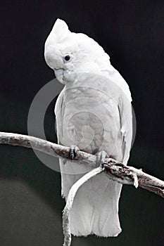 A sad white parrot with a tuft sits on a branch against a dark background