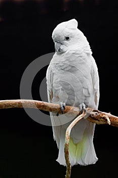 A sad white parrot with a tuft sits on a branch against a dark background
