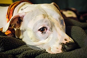 Sad white pitbull laying staring at camera