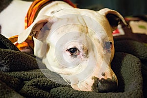 Sad white pitbull laying staring at camera