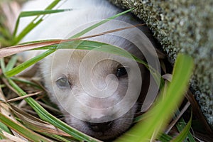 Sad white puppy lying in grass near stone. Cute small dog looking at camera. Lovely baby dog close up. Animal care and love concep