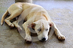 Sad white puppy is lying on a pavement on a street.