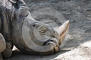 Sad white rhino head portrait