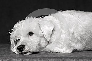 Sad white schnauzer