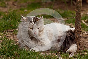 Sad white stray cat