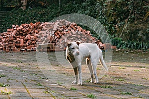 Sad white stray dog standing on a road in front of bricks and forest