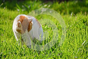 Sad white and yellow adult domestic cat sitting in grass in the garden