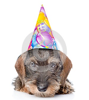 Sad wire-haired dachshund puppy in birthday hat. isolated on white