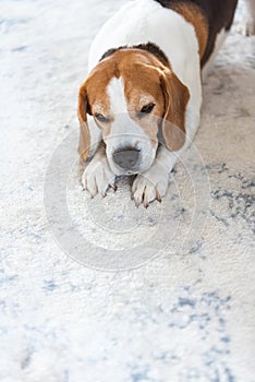 Sad and worried dog lying on a carpet floor indoors