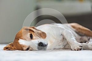 Sad and worried dog lying on a carpet floor indoors