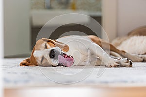 Sad and worried dog lying on a carpet floor indoors