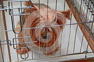 Sad yorkshire terrier sitting in a cage with bowed head. Concept of pet loneliness, abandoned dog, waiting and longing.