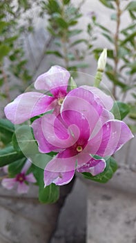 Sadabahar flower