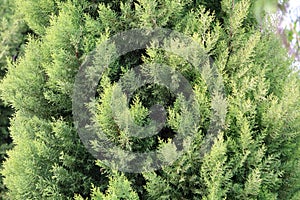 Sadabahar Tree Green Look