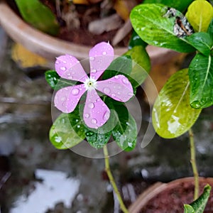 Sadafuli named flower