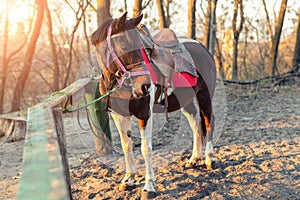 Sadddled alone horse tied to wooden fence in city park or forest waiting for riding on bright sunset autumn day